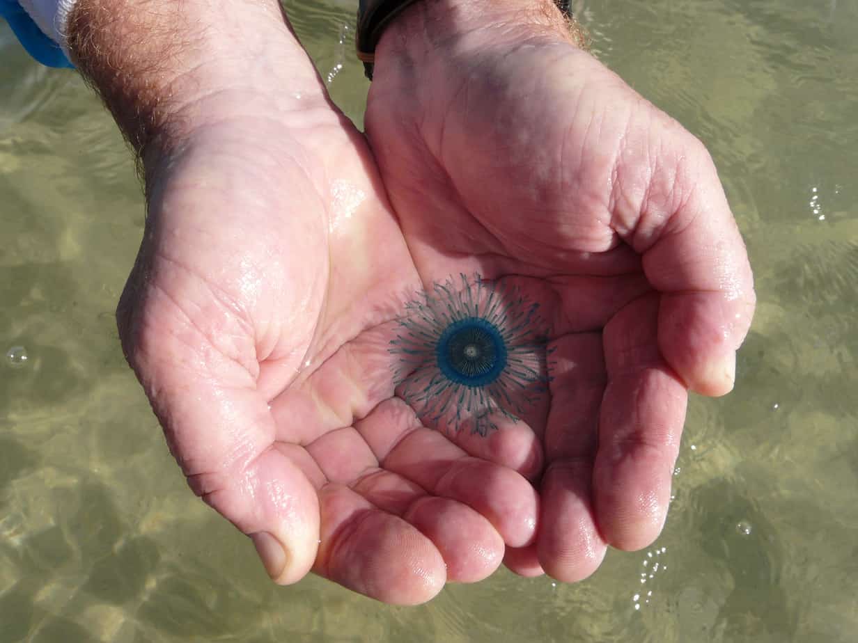 Porpita Porpita avvistato in Cilento: il "bottone blu del mare" ad Ascea  Marina
