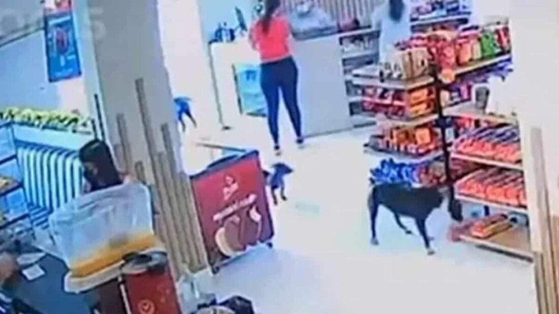 cane che ruba ai ricchi