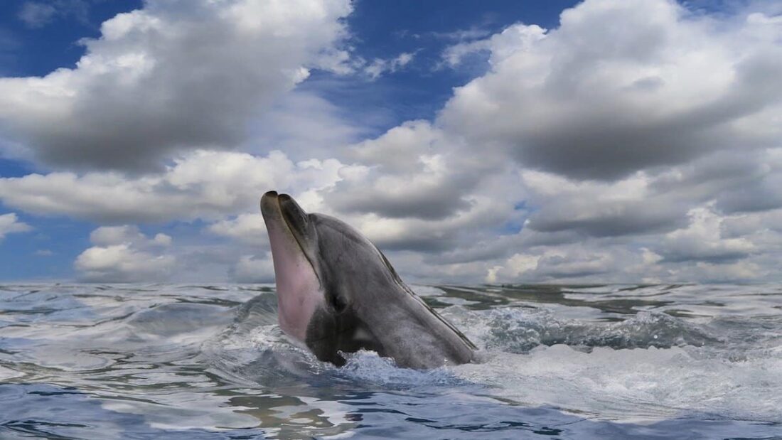 comunicazione specie diverse