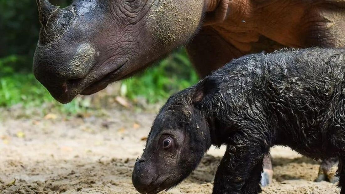 cucciolo di rinoceronte