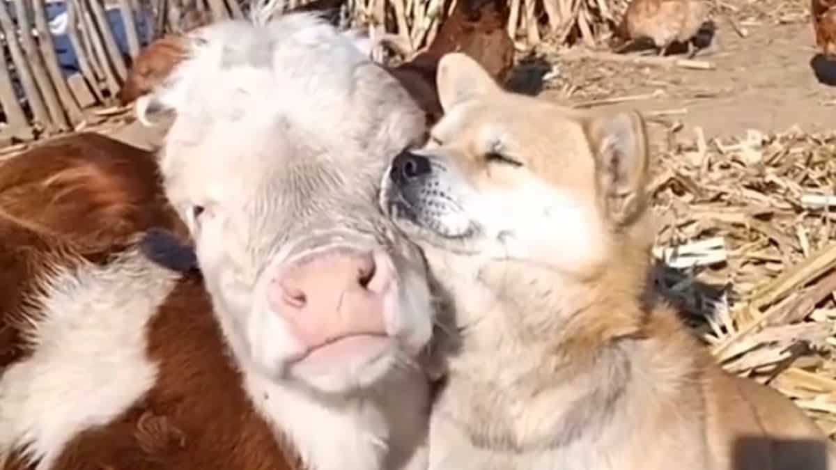 cagnolino mucca