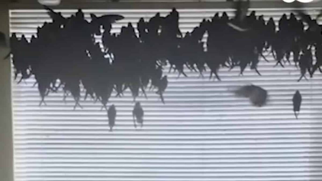 casa invasa da uccelli