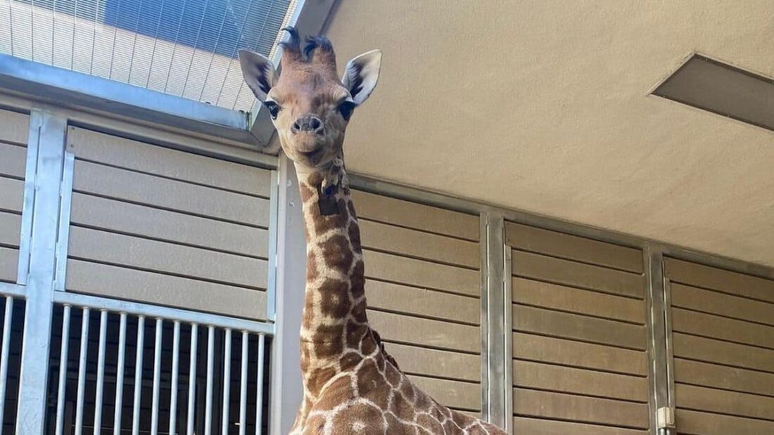 giraffa Msituni
