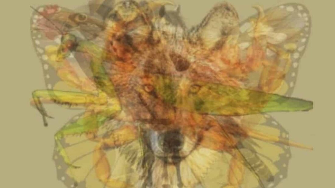illusione ottica animali