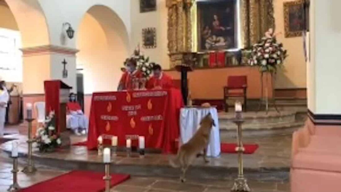 cane che ruba il pane