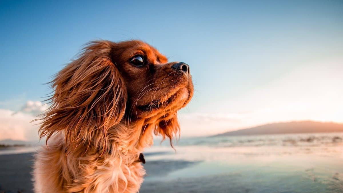 cani in spiaggia