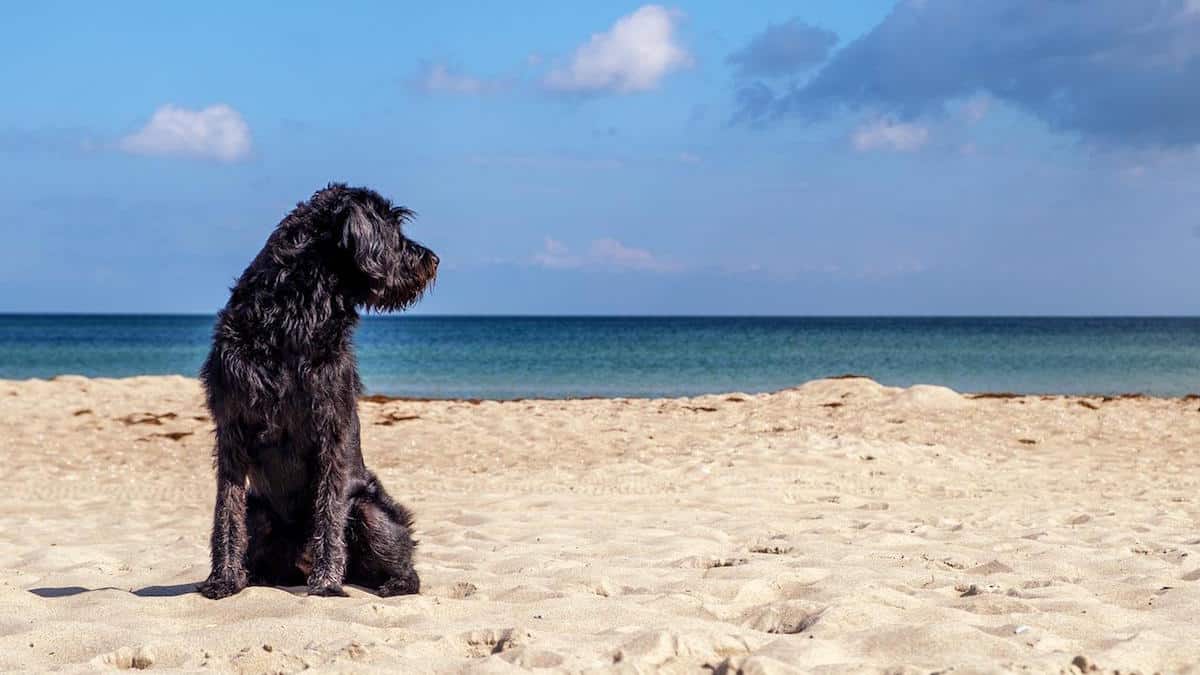 giochi acquatici cane