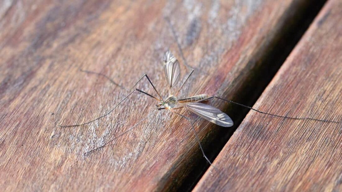Una zanzara sul legno
