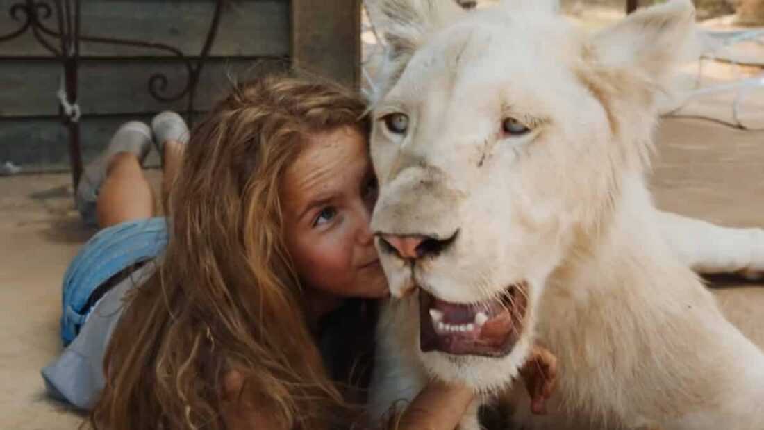 Charlie, il leone del film Mia e il Leone Bianco