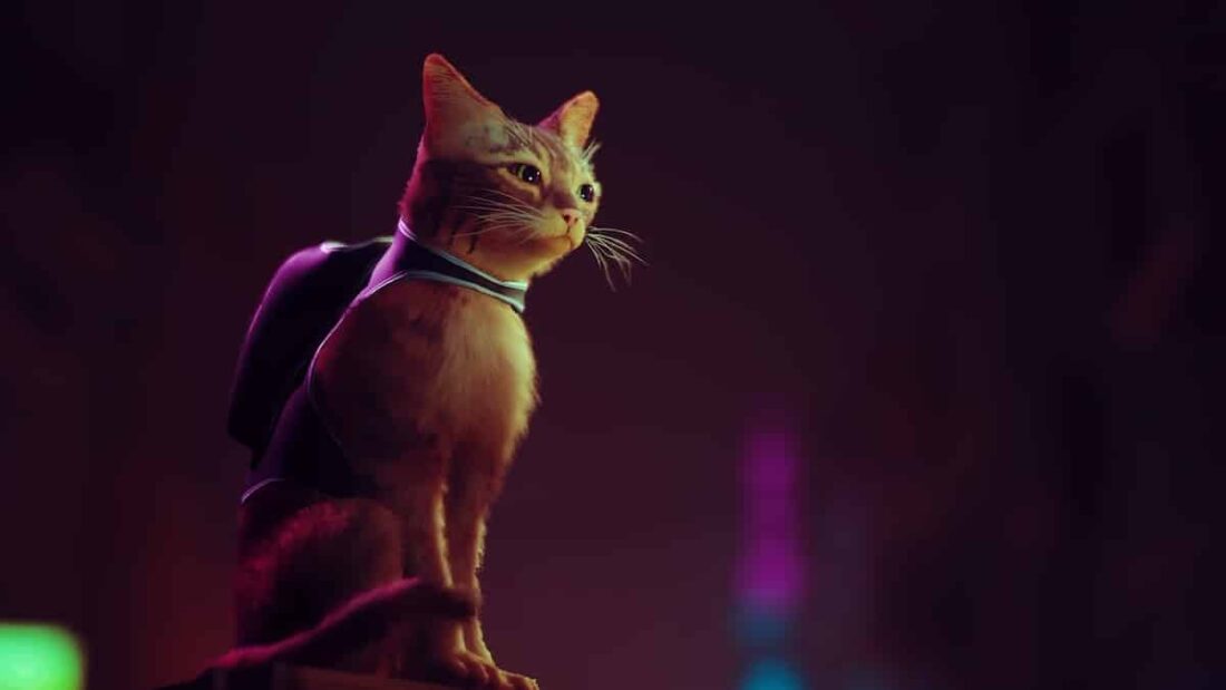 Il gatto protagonista del videogioco Stray