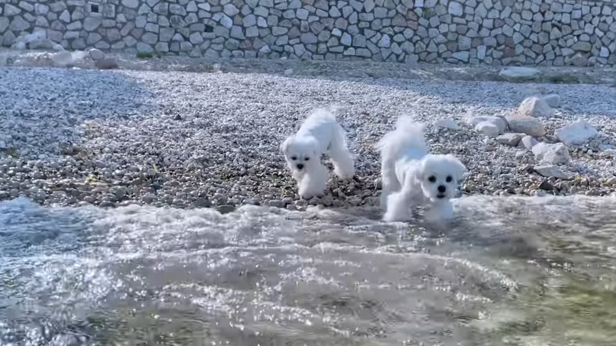 Due teneri cagnolini che nuotano