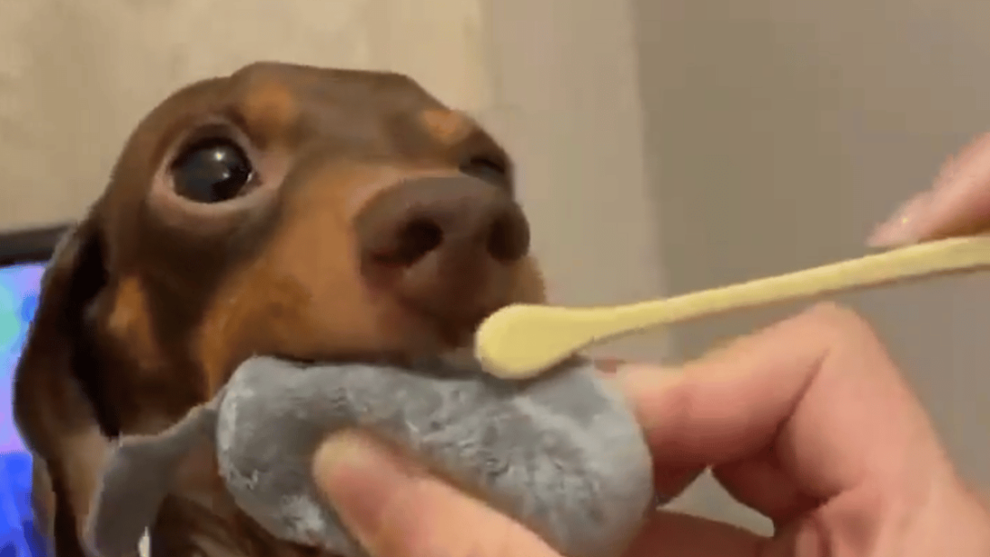 cagnolino lavare i denti