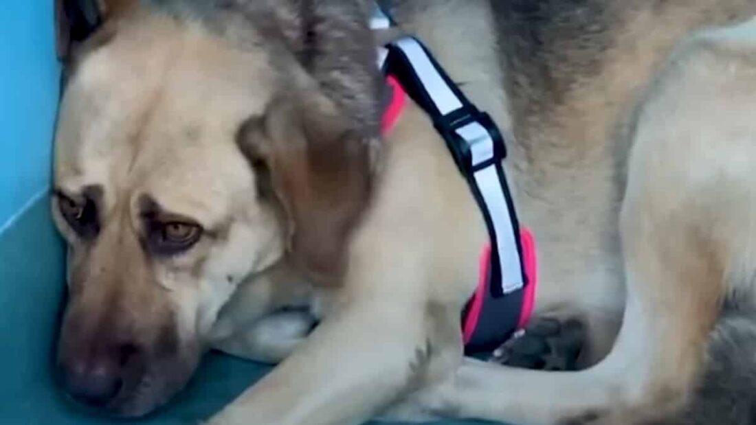 cagnolona spaventata