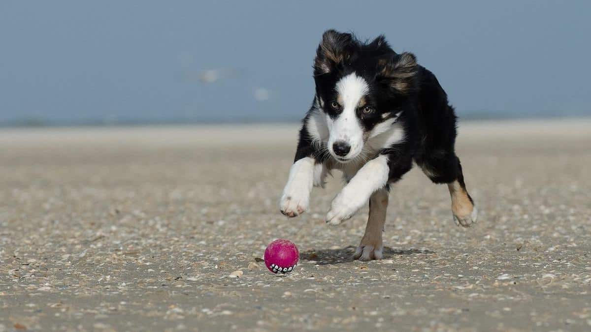 Dogs Play More Voluntarily If We Notice It: Science Explains Why