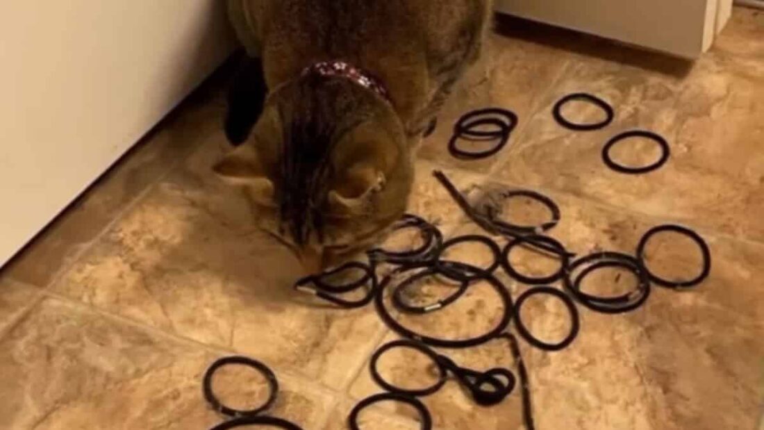 La gattina Aloe con i suoi elastici