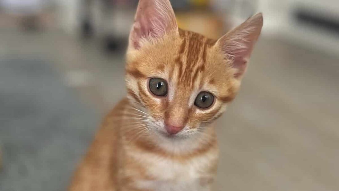 Il gattino Kissamos, salvato e adottato