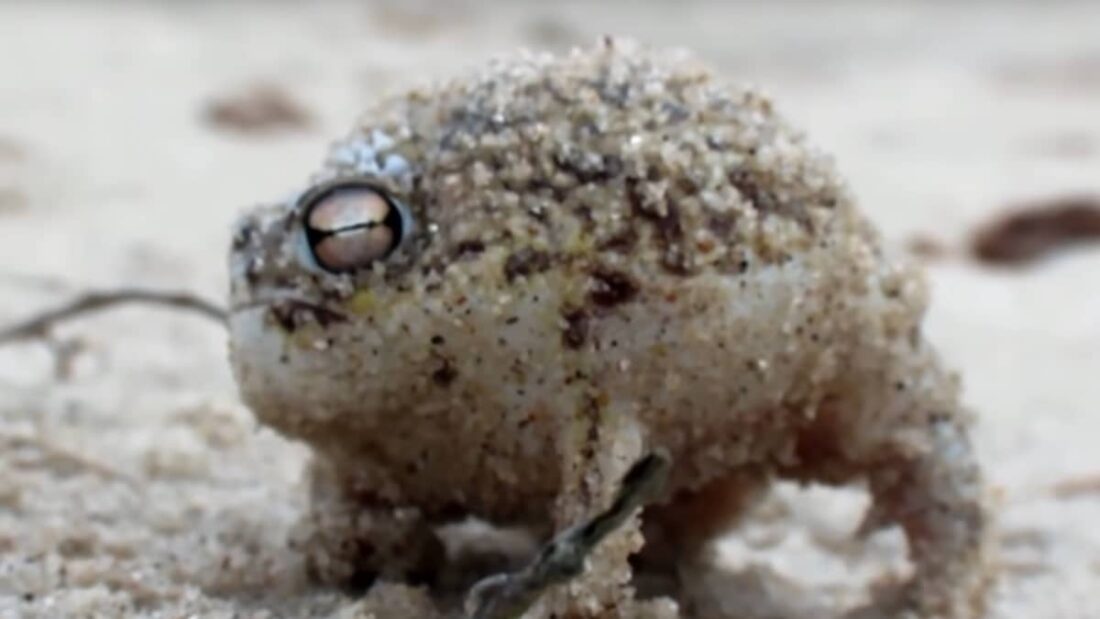 Un esemplare di rana della pioggia del deserto