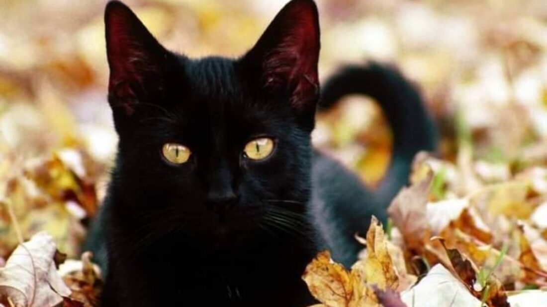 Le superstizioni dei vip