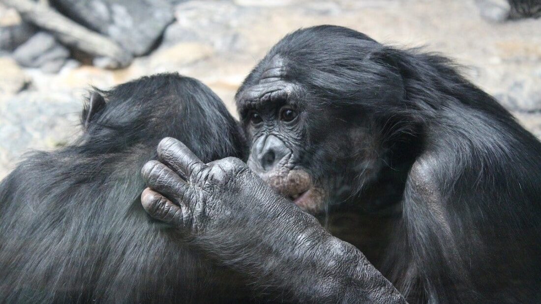 Anche i bonobo piangono