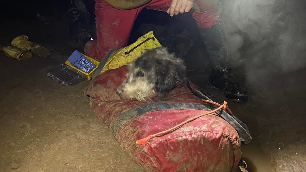 Il cane Abby ritrovato in una grotta