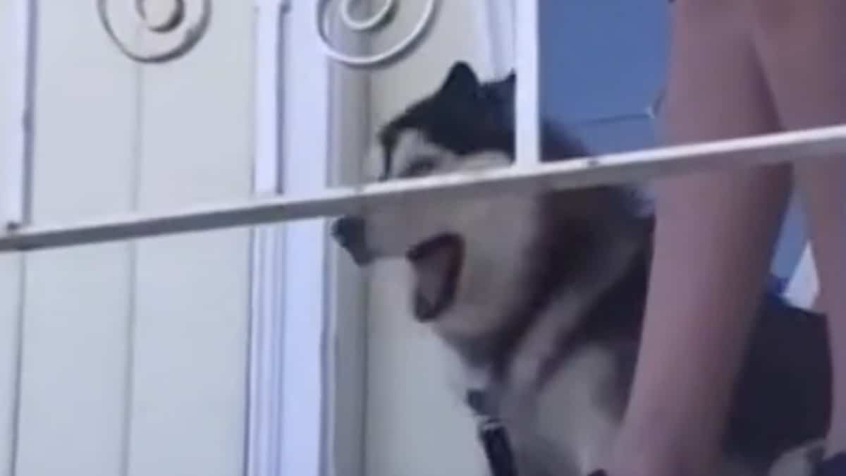 Un simpatico cucciolo di husky