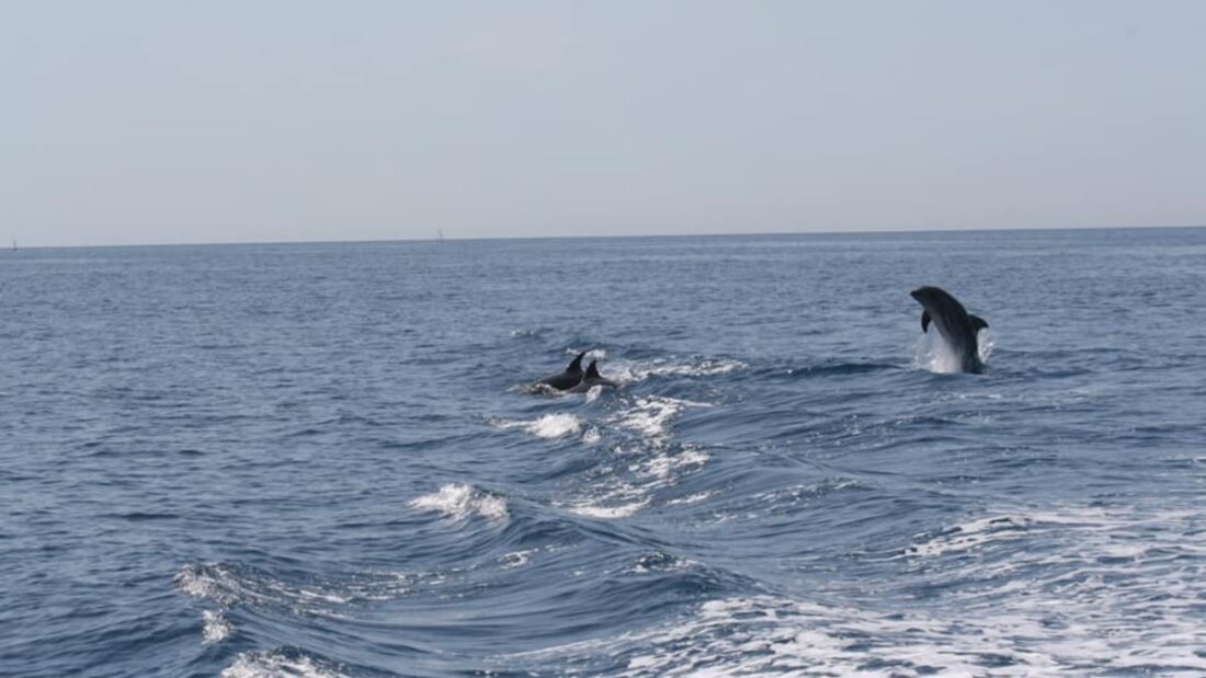 amp punta campanella marine ranger