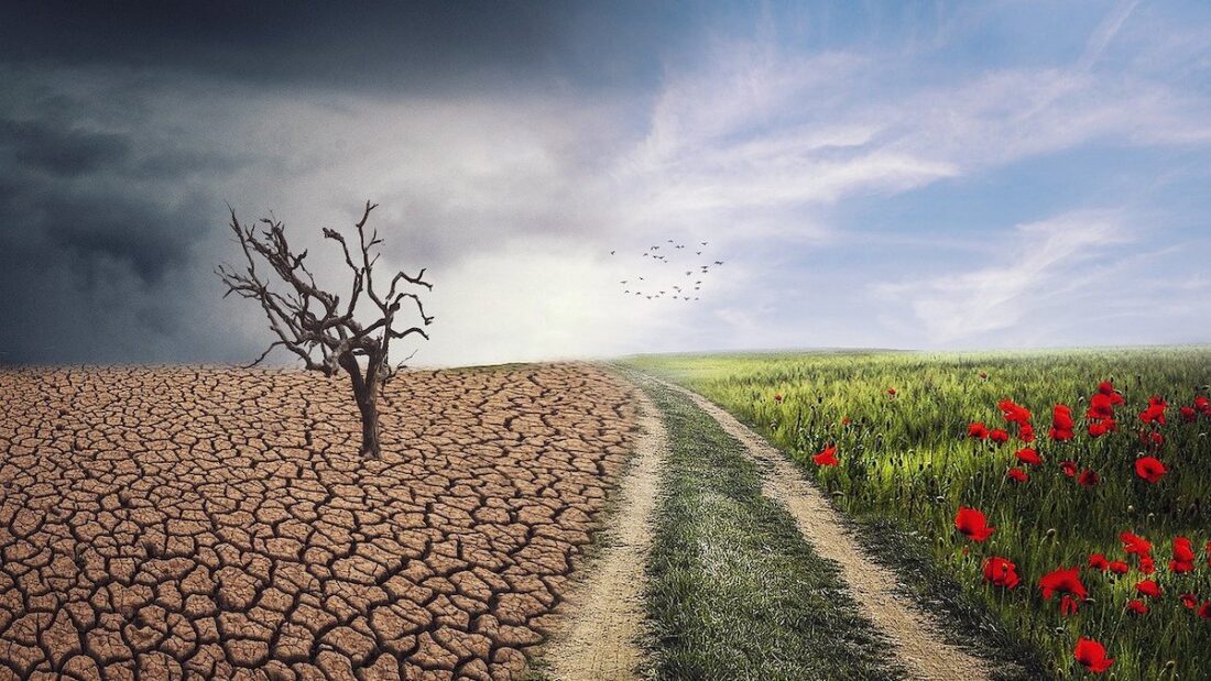 La sesta estinzione di massa in arrivo?