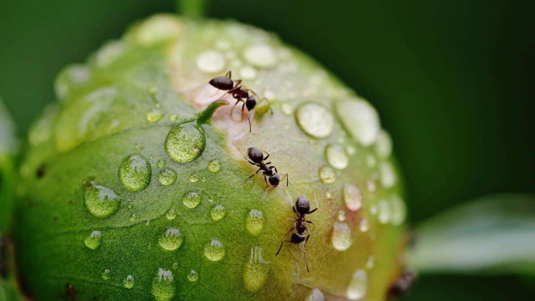 Le formiche nelle colture