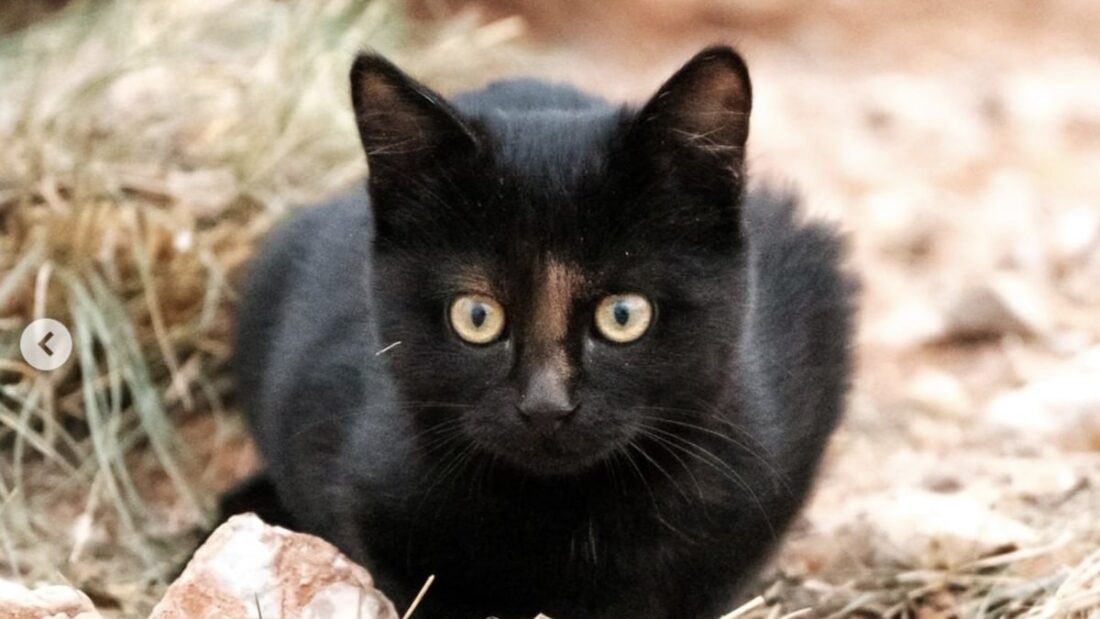 La gattina Molin che gira per il mondo