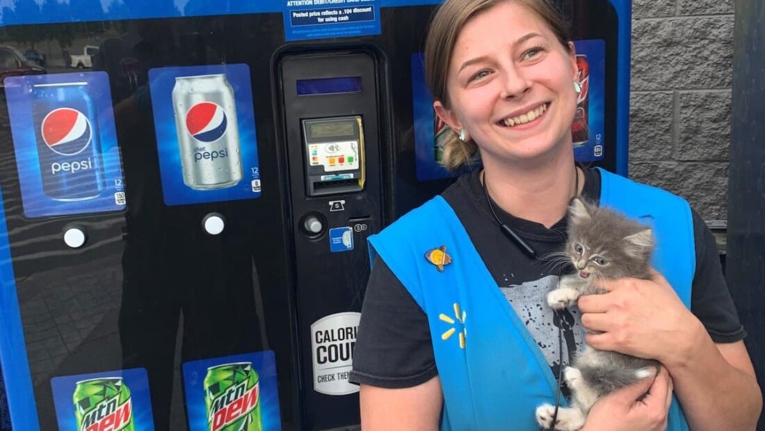 La gattina Pepsi salvata dal distributore automatico