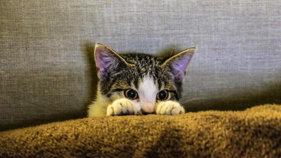 Un gattino nascosto