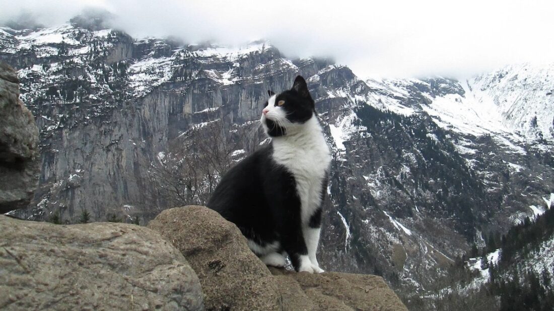 Il gatto Ronnie ha salvato un uomo in montagna