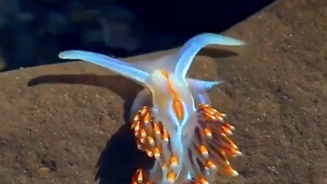 Una lumaca di mare fluorescente