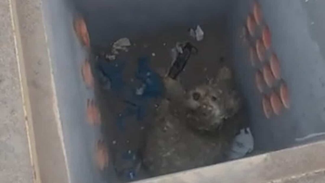 Il cagnolino caduto in un buco