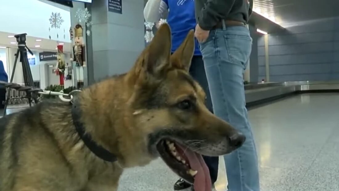 Il cane Enzo ritrova il suo amico Joe