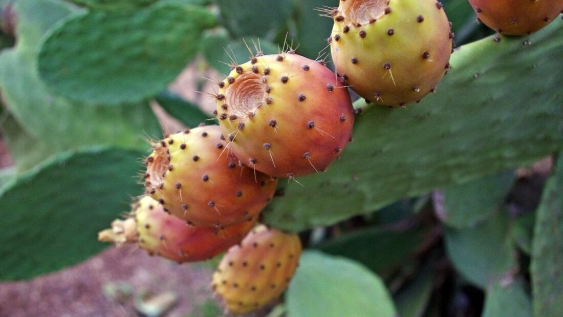 festa del fico a furore