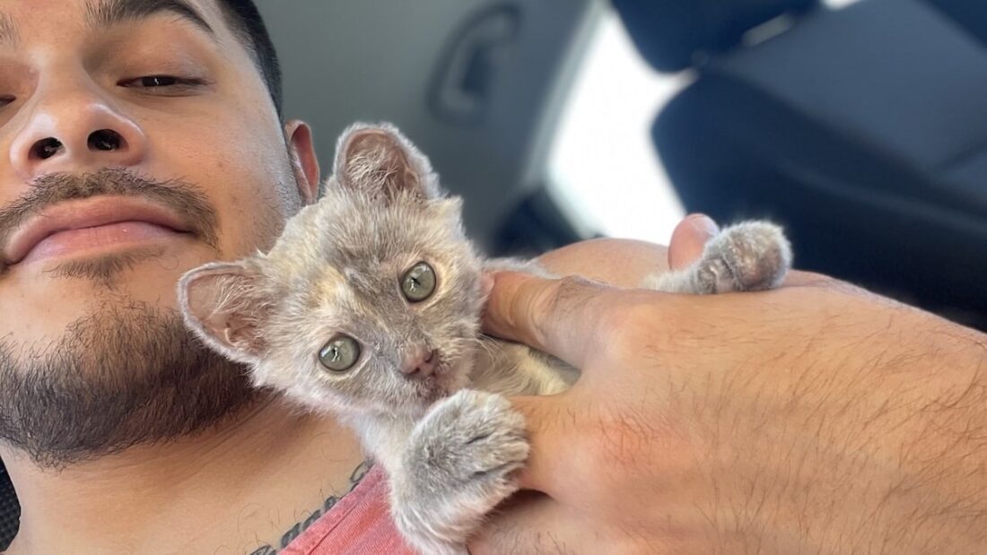 La gattina Savannah salvata da un veterinario