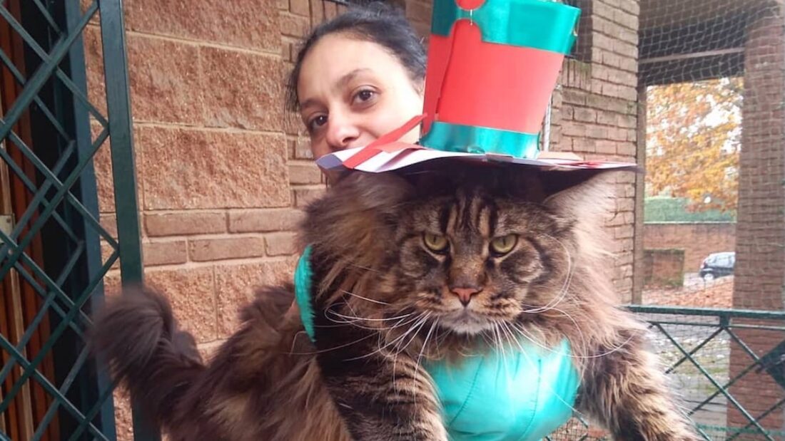 Barivel, il gatto più lungo del mondo