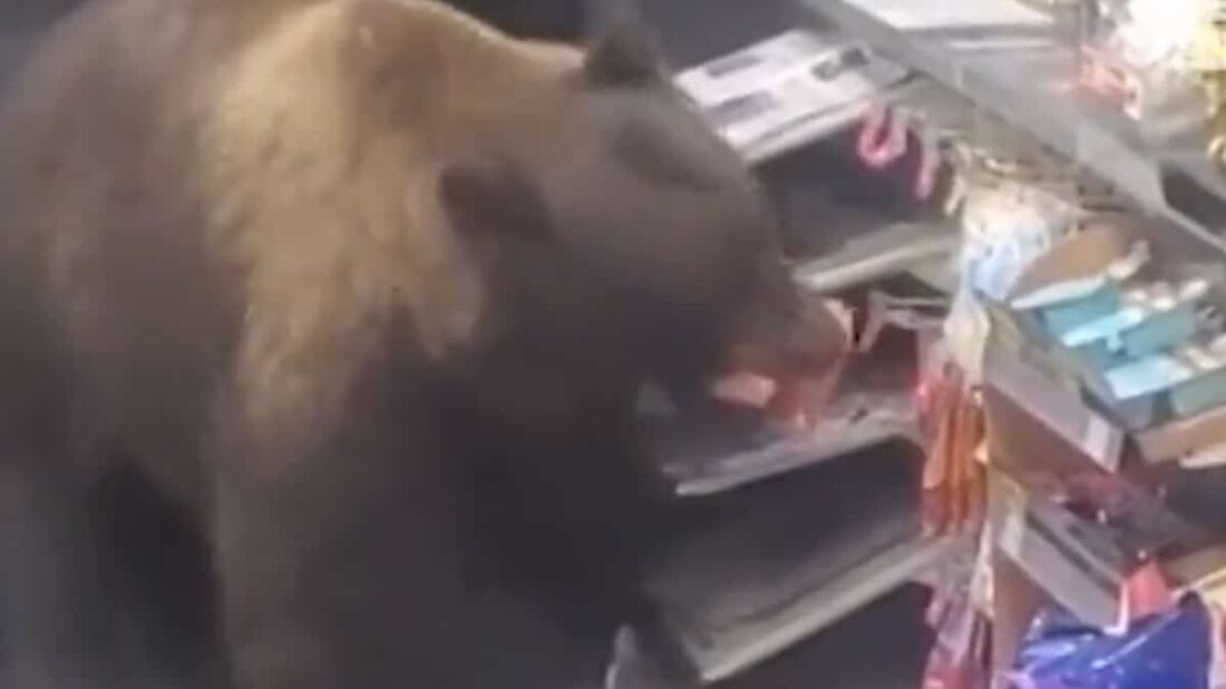 L'orso goloso che fa scorta di snack
