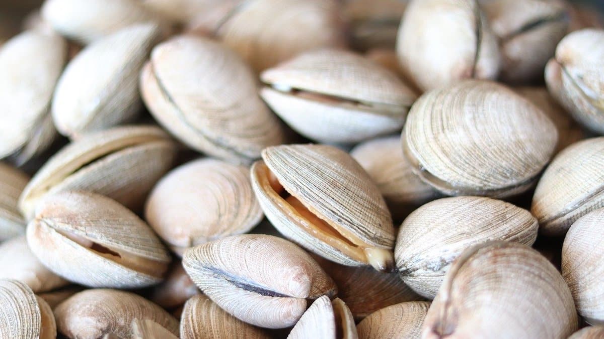 Le vongole possono dirci di più sulla Terra