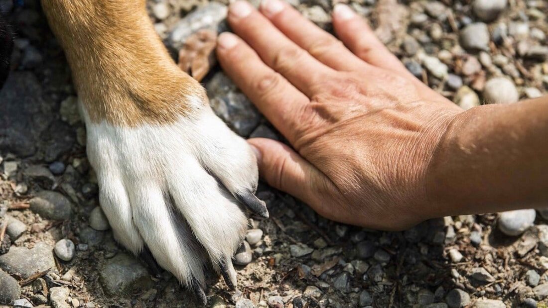 La zampa di un cane e una mano