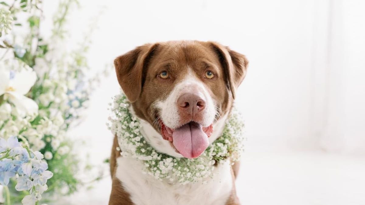 Il cagnolone Mason