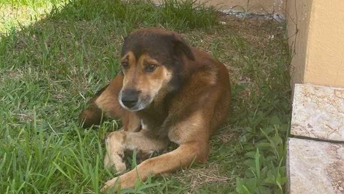 Il cane abbandonato che ha atteso per un mese