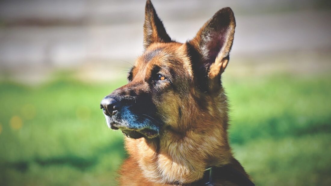 Un cane pastore tedesco