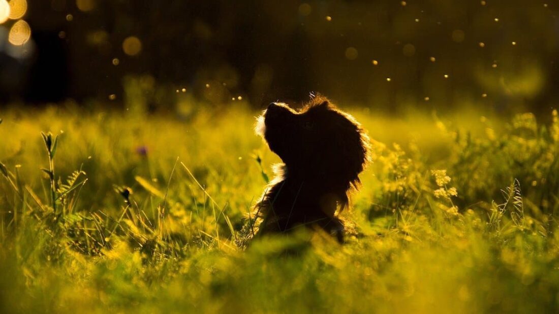 Un cucciolo di cane