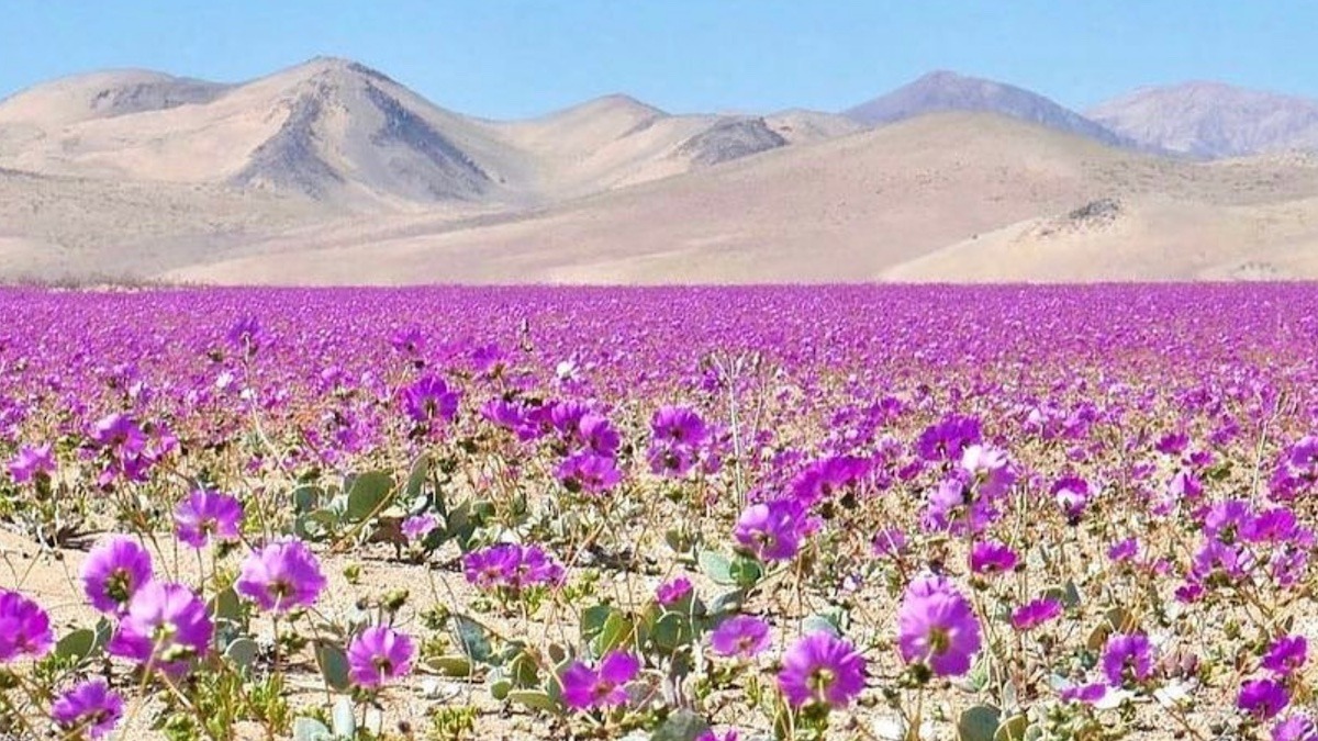 Il deserto fiorito di Atacama