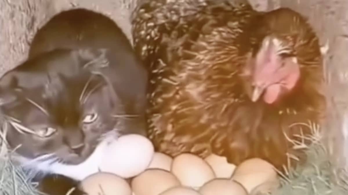 La gatta e la gallina