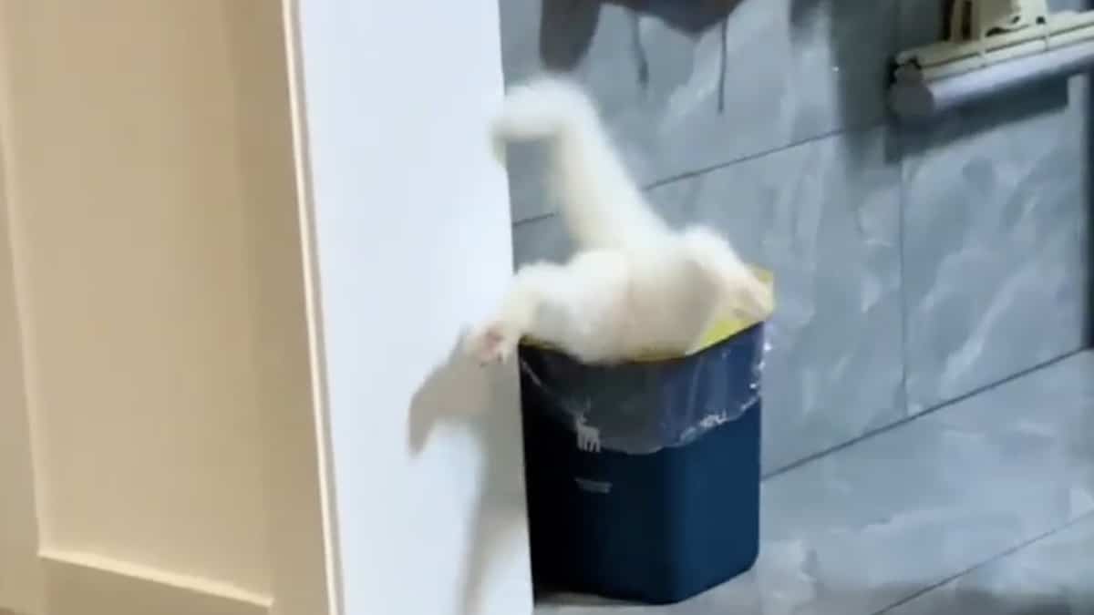 Il gatto bianco che compie un'azione divertente