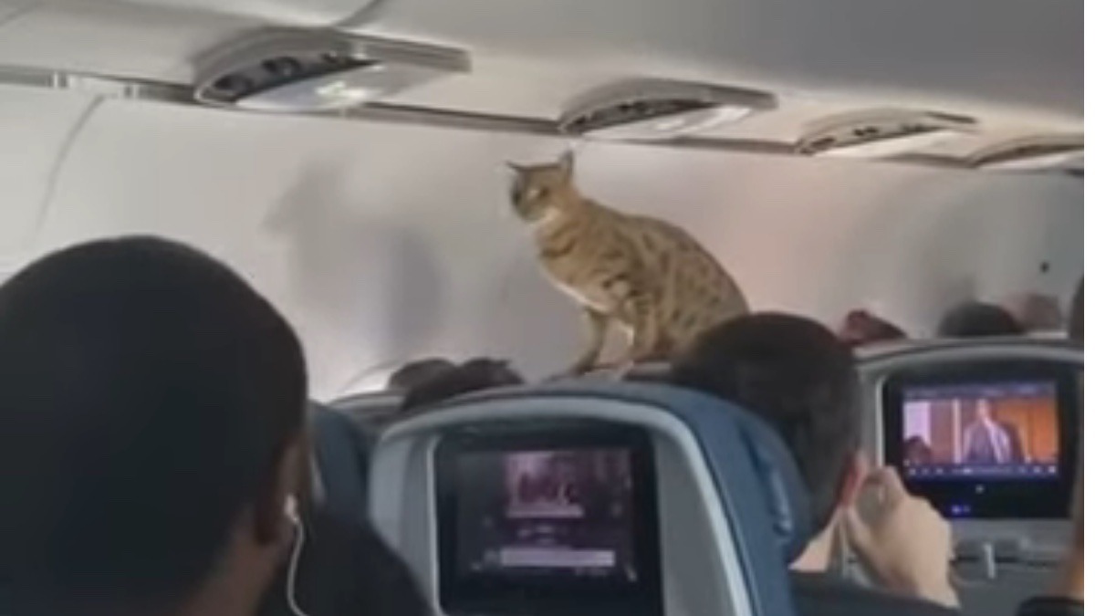 Un gatto si ritrova su un aereo