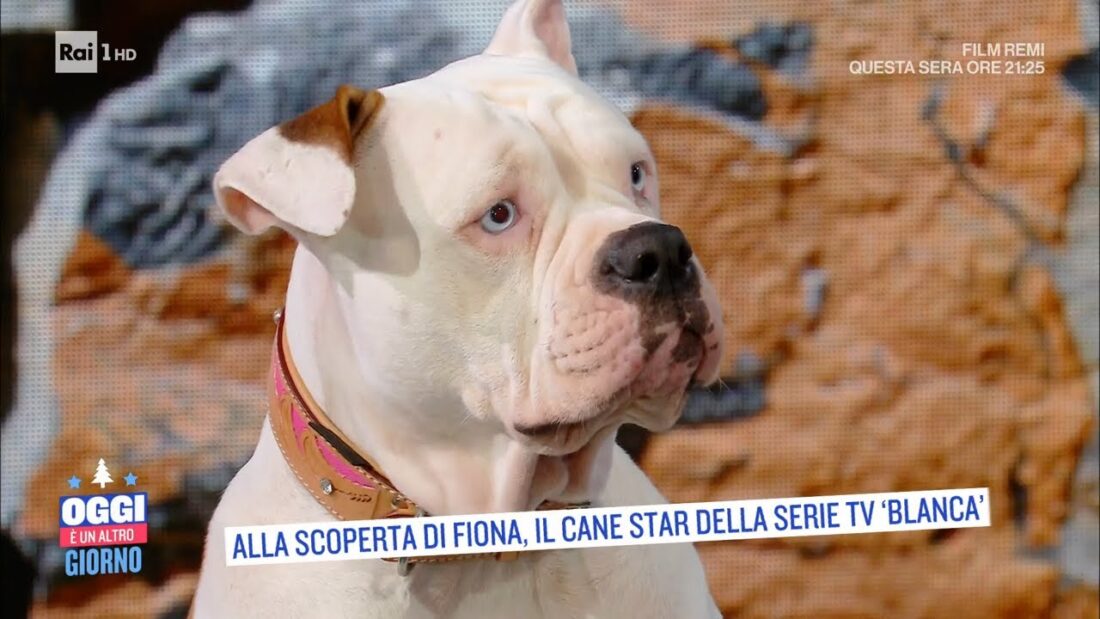 Linneo il cane di Blanca che nella realtà si chiama Fiona